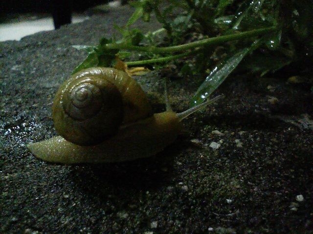 f:id:tomoya:20080520032916j:image:w350