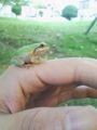 [いきもの]アマガエル