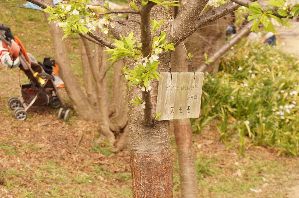 f:id:tomoyoshiyoshi:20160408090453j:plain f:id:tomoyoshiyoshi:20160408090453j:plain