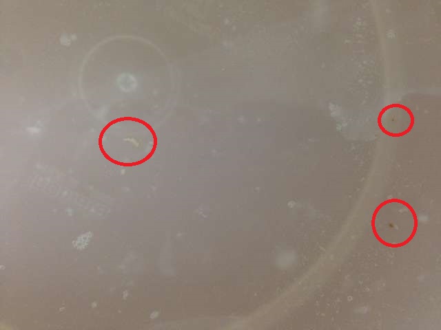 ジェットウォッシャードルツ EW-DJ61-W