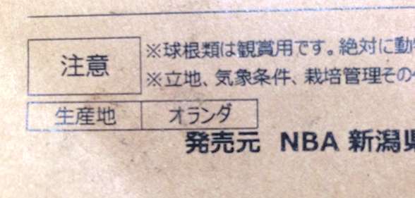 ヒヤシンスの水耕栽培（水栽培）の育て方