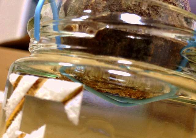 ヒヤシンスの水耕栽培（水栽培）の育て方