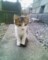 ［成田山］［ねこ］成田山にお住まいの子猫さん、その１