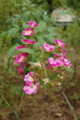 [花][神代植物公園]