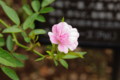 [花][神代植物公園]