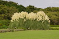 [花][神代植物公園]