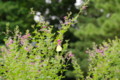 [花][神代植物公園]