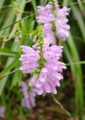 [花][花写真][向島百花園]