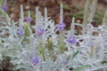 [花][花写真][向島百花園]