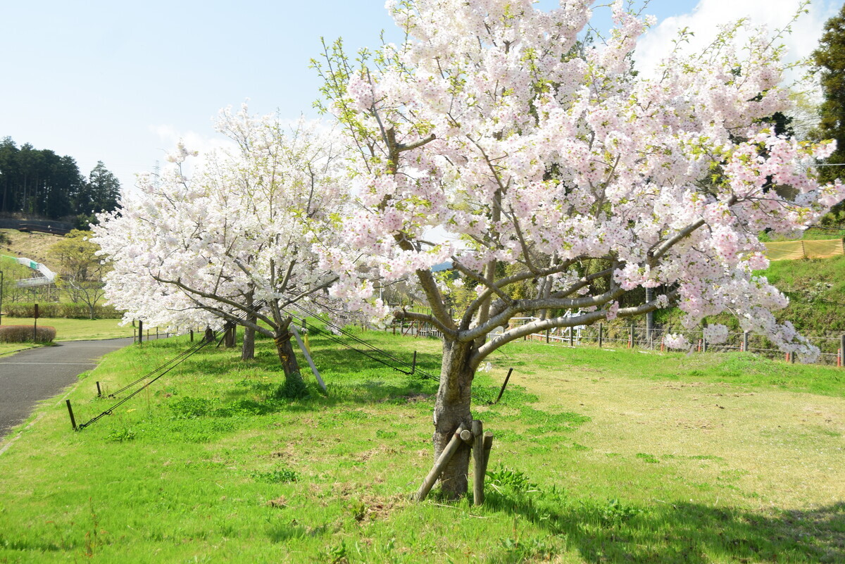 諏訪の原公園桜並木