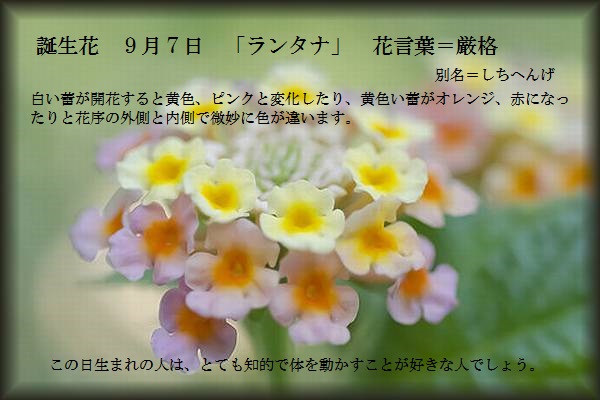 誕生花 9月7日 Tomshannon S Diary 誕生花 9月7日 Tomshannon S Diary
