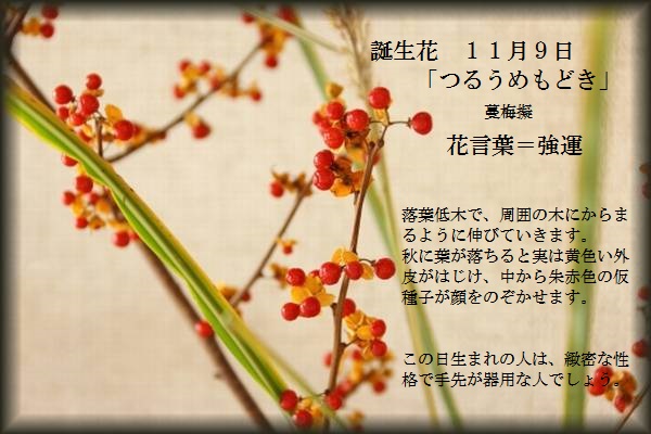 誕生花 １１月９日 つるうめもどき マネー Tomshannon S Diary