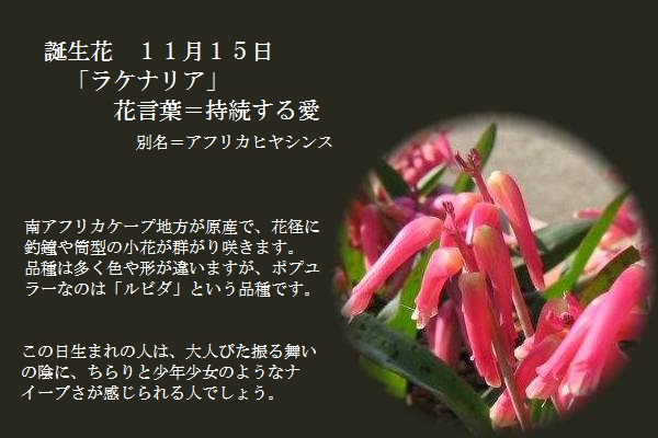 誕生花 １１月１５日 ラケナリア 変身 Tomshannon S Diary