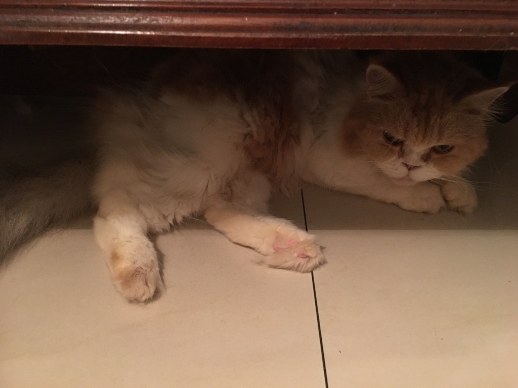 f:id:tomtojerry23:20170302221152j:plain