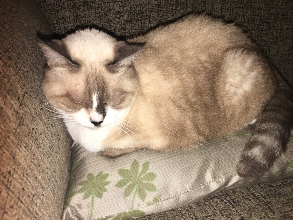 f:id:tomtojerry23:20170302221236j:plain