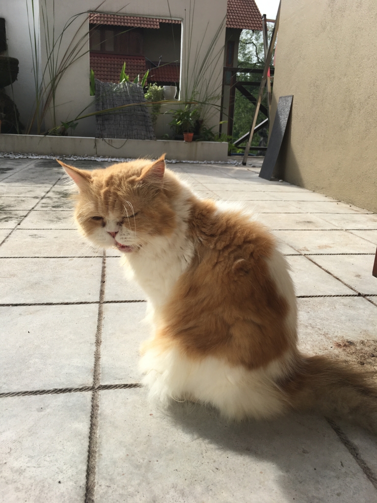 f:id:tomtojerry23:20170305231328j:plain