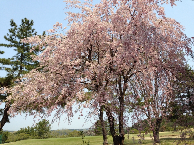 f:id:tomtom1ono:20140427164400j:image