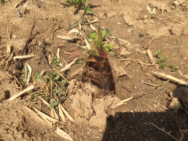 f:id:tomtom1ono:20160416110512j:image