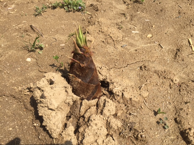 f:id:tomtom1ono:20160416110545j:image