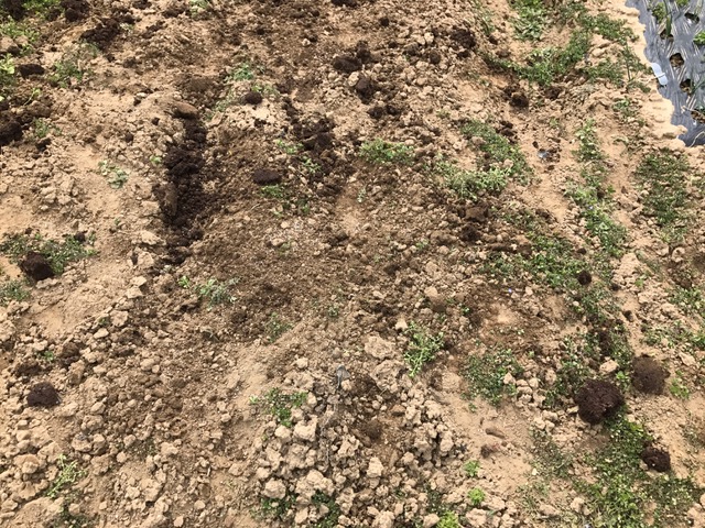 f:id:tomtom1ono:20170325111301j:image