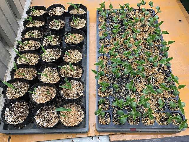 f:id:tomtom1ono:20170603140346j:image