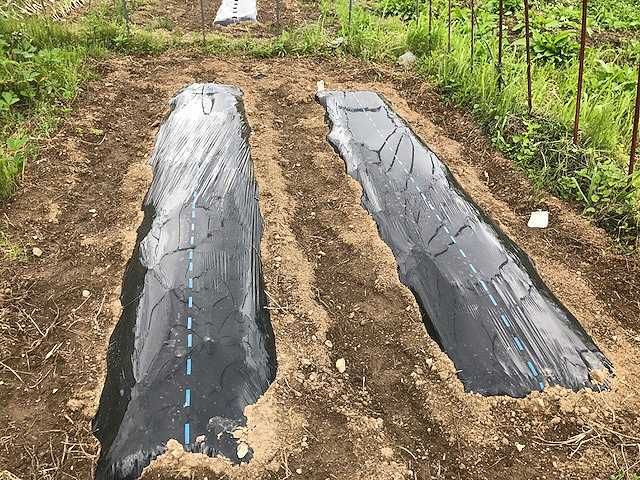 f:id:tomtom1ono:20170603141108j:image