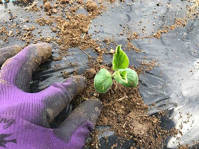 f:id:tomtom1ono:20170603141940j:image