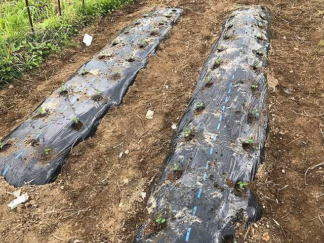 f:id:tomtom1ono:20170603143952j:image