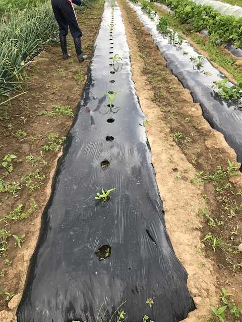 f:id:tomtom1ono:20170603144456j:image