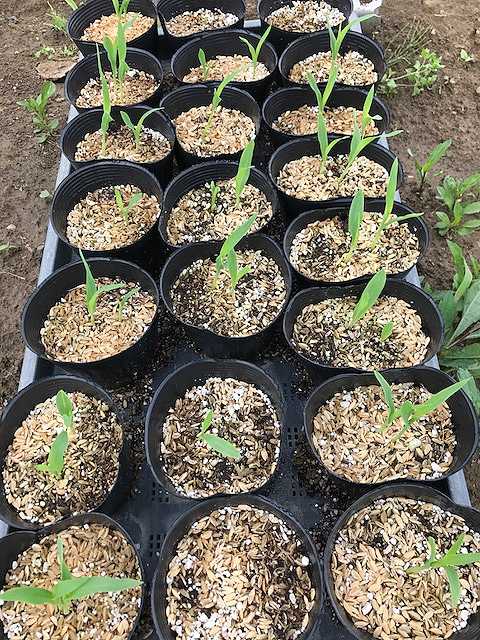 f:id:tomtom1ono:20170603144502j:image