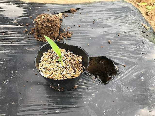 f:id:tomtom1ono:20170603144718j:image