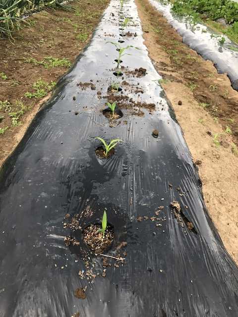 f:id:tomtom1ono:20170603150211j:image