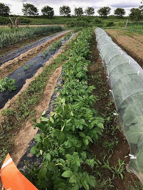 f:id:tomtom1ono:20170603150730j:image