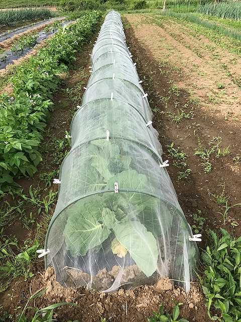 f:id:tomtom1ono:20170603150739j:image