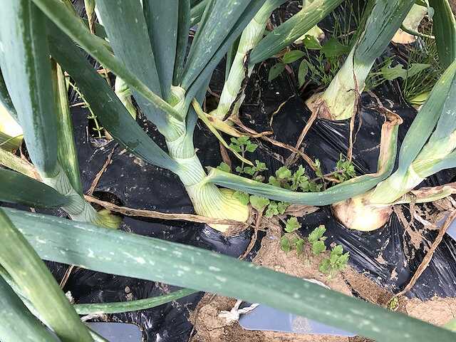 f:id:tomtom1ono:20170603150856j:image