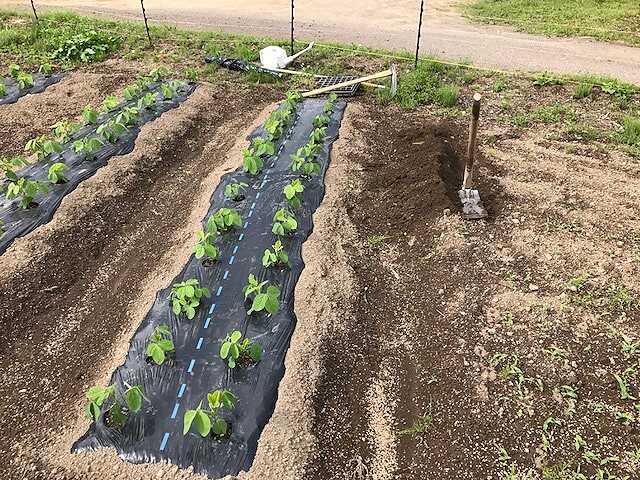 f:id:tomtom1ono:20170603152422j:image