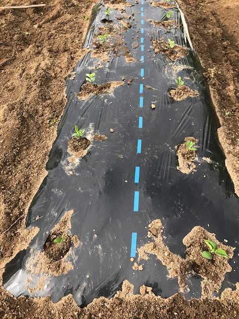 f:id:tomtom1ono:20170603162227j:image