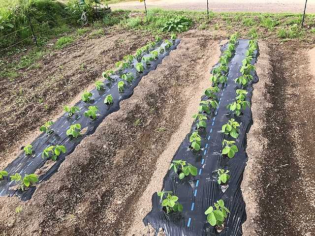 f:id:tomtom1ono:20170603162233j:image