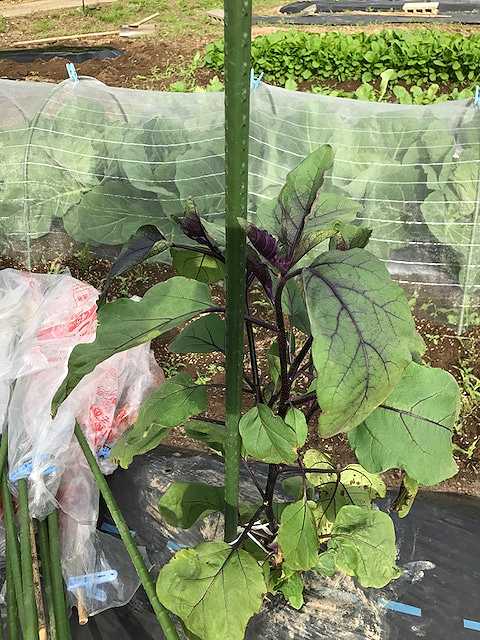 f:id:tomtom1ono:20170603162245j:image