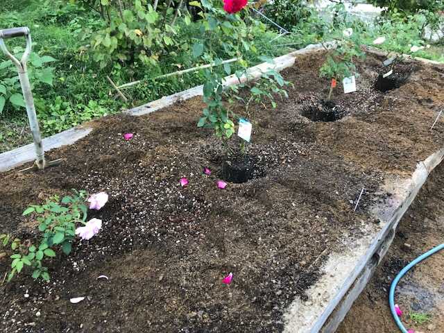 f:id:tomtom1ono:20171009150354j:image