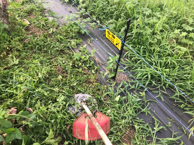 f:id:tomtom1ono:20180626055002j:image