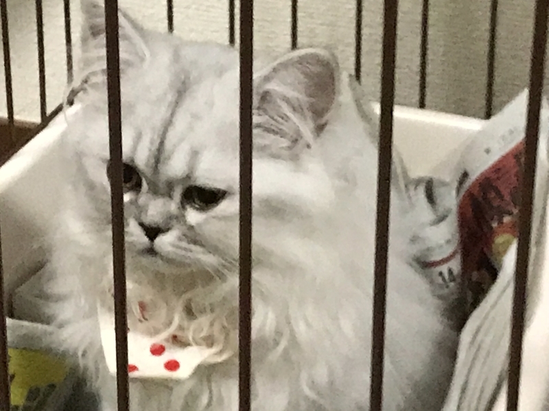 f:id:tomtom1ono:20180930200535j:image