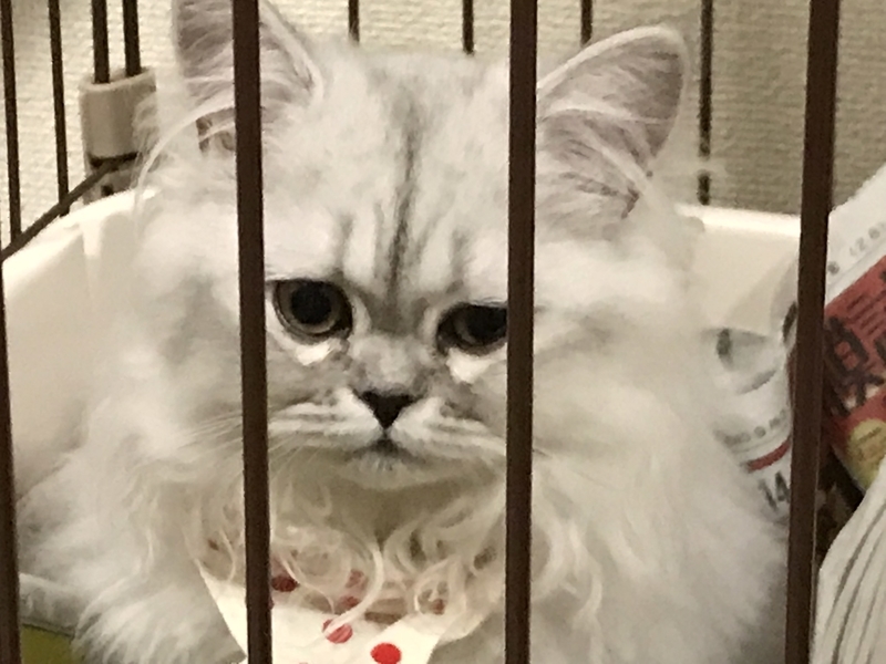 f:id:tomtom1ono:20180930200539j:image