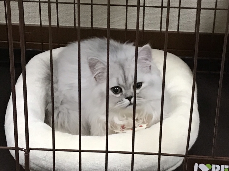 f:id:tomtom1ono:20180930200612j:image