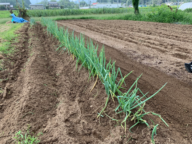 f:id:tomtom1ono:20190907205537p:plain