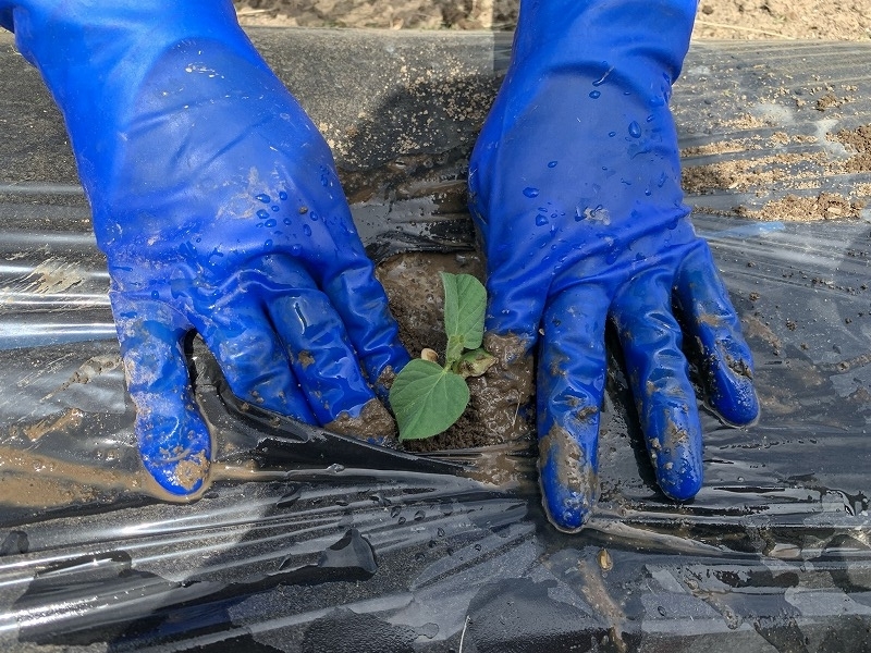 f:id:tomtom1ono:20210515200051j:plain