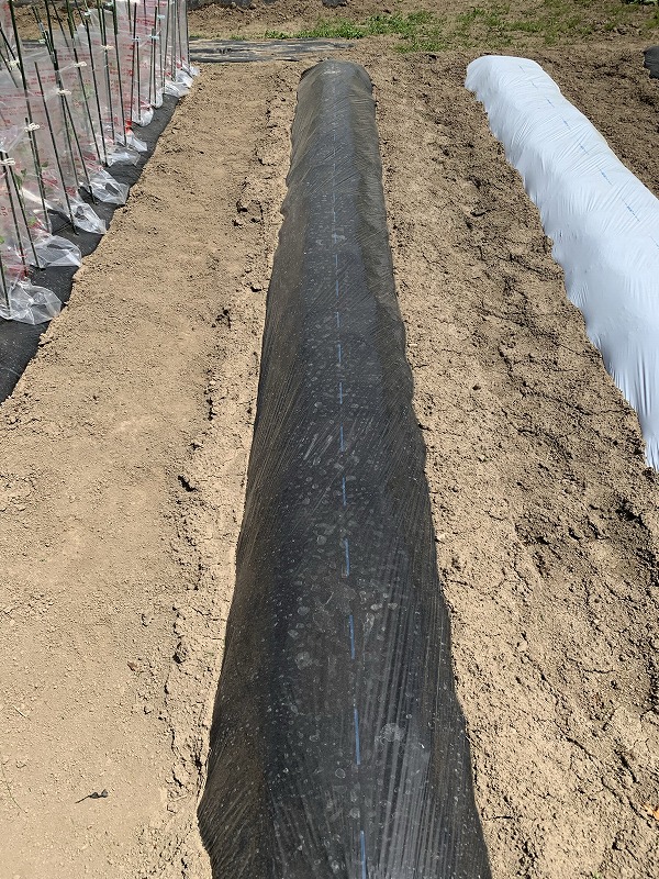 f:id:tomtom1ono:20210515200112j:plain