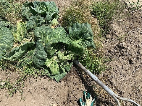 f:id:tomtom1ono:20210515200235j:plain