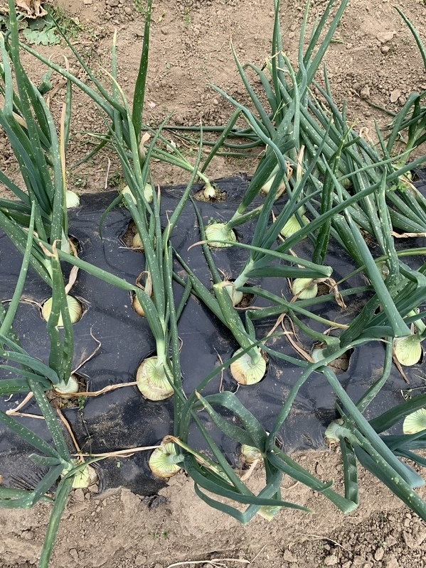 f:id:tomtom1ono:20210515202529j:plain