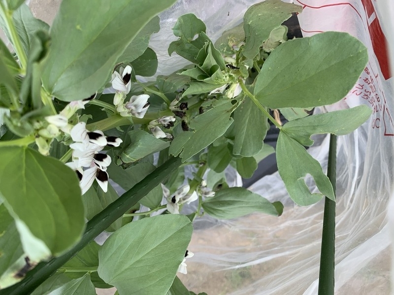 f:id:tomtom1ono:20210515202551j:plain